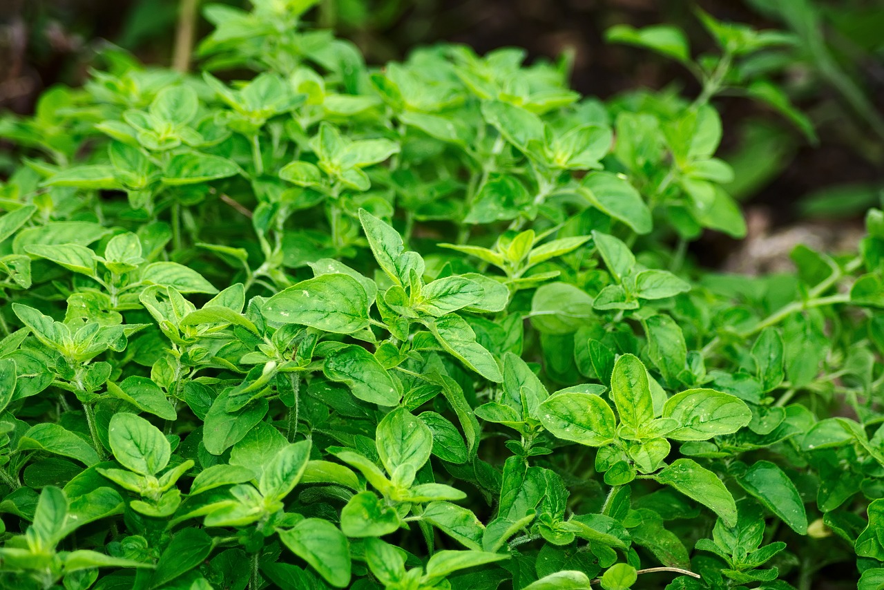 Drying Herbs from Your Garden 101